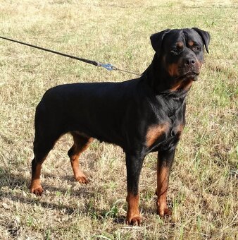Šteniatka Rottweilera, Rottweiler, Rotvajler,Rottweiler s PP - 4