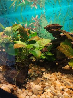 Akvárium a príslušenstvo - 4