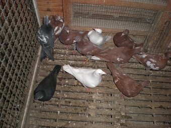 Predám poštové holuby Meulemans - 4