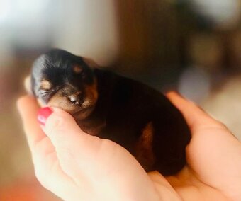 Yorkshire terrier s PP - 4