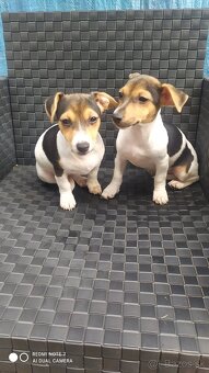 Jack Russell terier. - 4