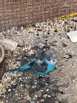 Hagoromo andulky - 4