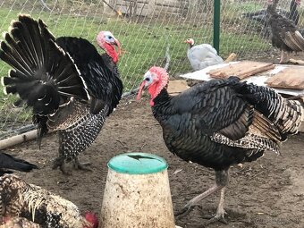 Moriak bronzový - predám - 4