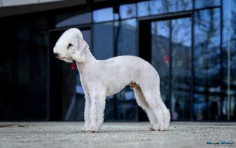 Bedlington teriér - 4