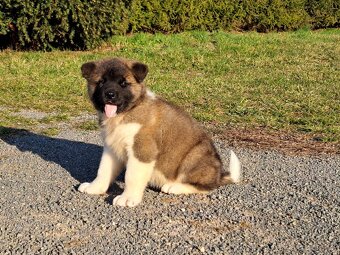 Americka akita - 4
