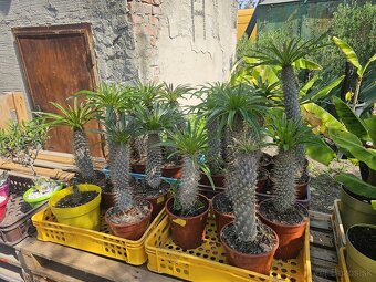 Citrusy palmy olivovniky bananovniky juky agave - 4