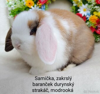 Zakrslý baranček s VP samička durynský strakáč - 4