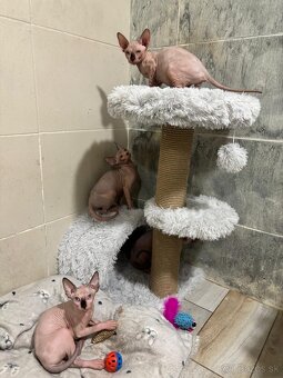 Kanadský sphynx - 4