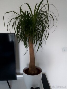 Veľká slonia noha 120cm - 4