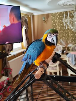 Predám samičku Aru Araraunu - 4