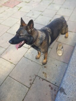 Predám ČISTOKRVNÉÚkrásnu tmavú vlkošedú sučku NO - 4