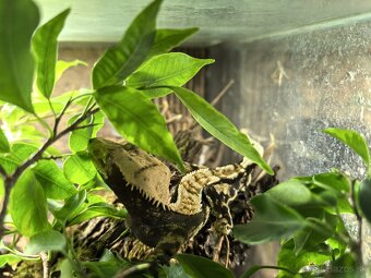 Pagekon riasnaty - correlophus ciliatus - 4