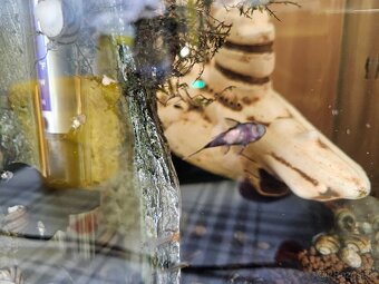 Akcia Mladé ancitrusy-prísavníky a krevetky mix - 4