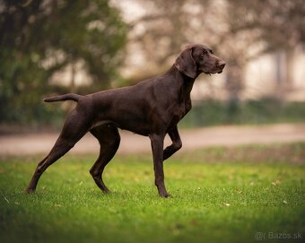 Německý ohař krátkosrstý - 4