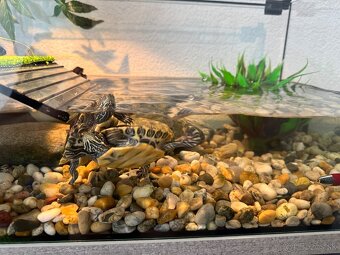 Predám vodné korytnačky s teráriom a vybavením - 4