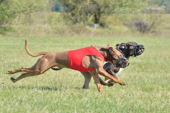 Louisianský leopardí pes Catahoula krytie - 4