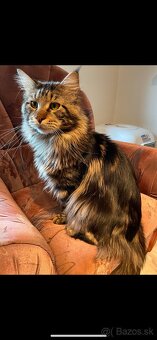 Maine coon - 4