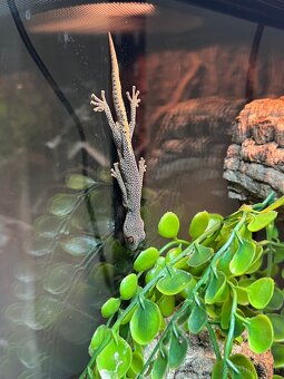 Strophurus taenicauda - 4