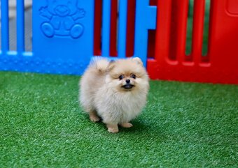 Pomeranian šťeňátka s PP - 4