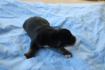 Ponúkam šteniatka - 4