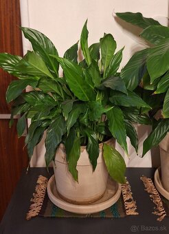 Lopatkovce v keramických kvetinačoch - 4