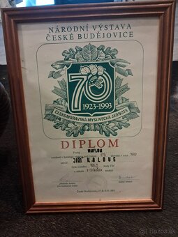 Muflon,trofej, parohy, zhody - 4