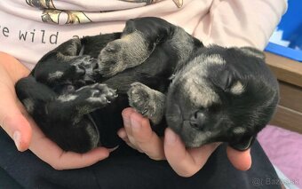 Malý čiernostrieborný bradáč - 4