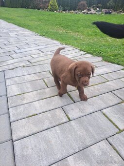 Labrador šteniatka - 4