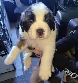 Krásne kvalitné šteniatka bernardína, pripravené na adopciu - 4