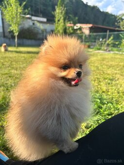 Pomeranian s PP, chovatelská stanica Nucháčik poms - 4