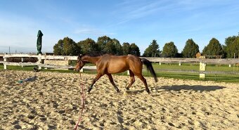 Krasny 4r oldenbursky valach - 4