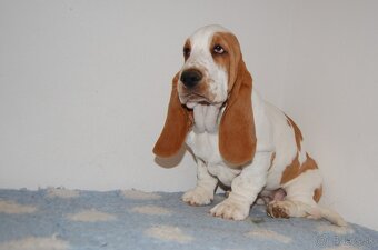 Basset hound šteniatko - 4