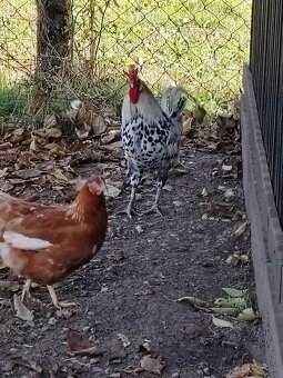 Predám kohutov - 4