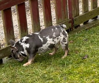 Francúzsky buldocek - 4