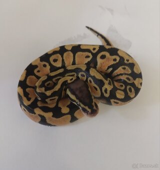 Python regius CB/24, Boa c. Doprava po SR/Faunia/ZE/Akvatera - 4