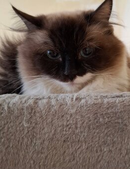 Ragdoll mačka - 4