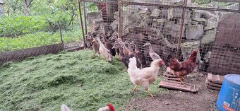 Predám mladé kačice - 4