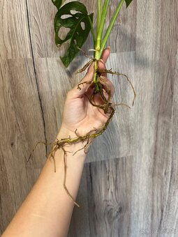 Monstera adansonii albo - 4