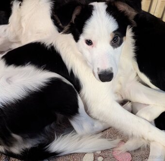 Border kolia tricolor - 4