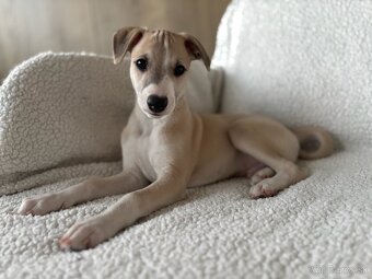 Vipet s preukazom pôvodu - 4