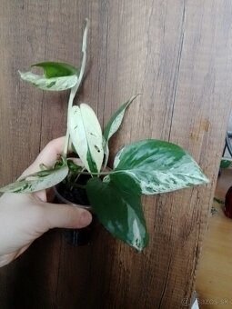 Epipremnum pinnatum marble - 4