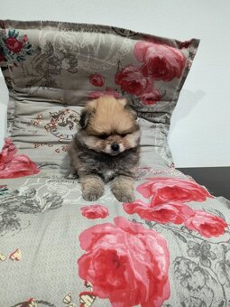 Špic typ pomeranian - 4