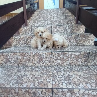Maltipoo - 4
