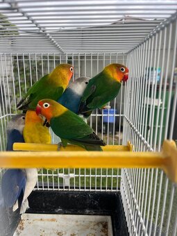 Agapornis fisher chovne pary - 4