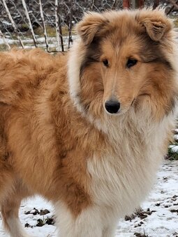 Kólia dlhosrstá - 4