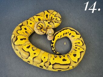 Predam mláďatá Python regius 2024 - 4