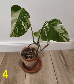 Monstera albo Variegata - 4