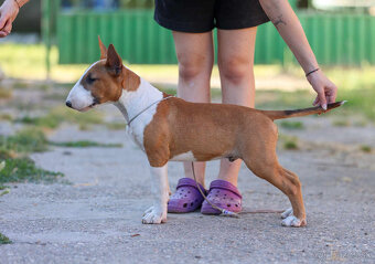 Bullterrier, Bullterier, Bulterier - 4