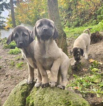 KANGAL - štěňata již K ODBĚRU, iba sučky - 4