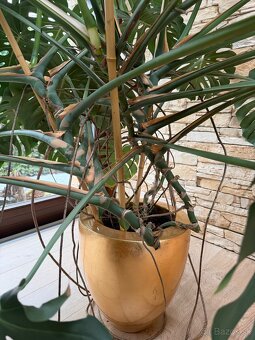 Monstera - 4